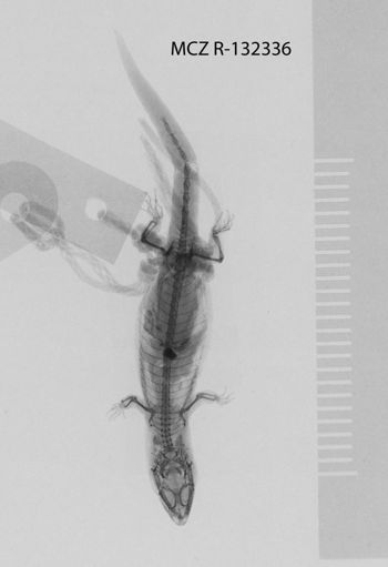 Media type: image;   Herpetology R-132336
